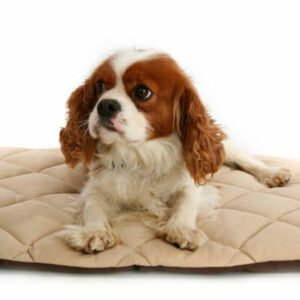 American Pet Diner 100FLLQC030 Flectabed Q 37 in. x 28 in. - Cream