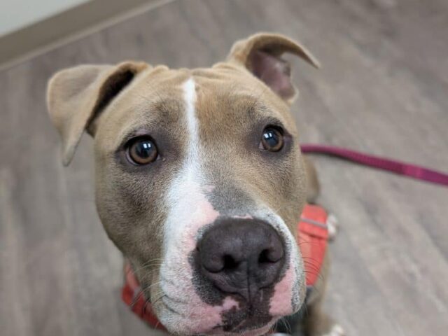 Stola’s Knee: Patellar Tendon Strain and?