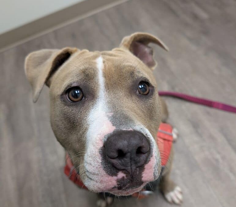 Stola’s Knee: Patellar Tendon Strain and?